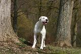 DOGUE ARGENTIN 510